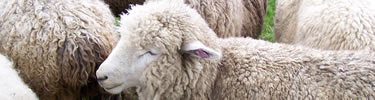 sheep