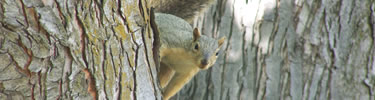 squirrel looking down from tree