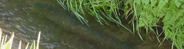 Steelhead in irrigation ditch