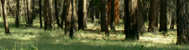 Yosemite's forests regenerate with greater diversity after a fire.