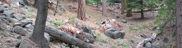 Roadside piles on the Wawona Road