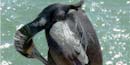 Thumbnail of a cormorant scratching itself.