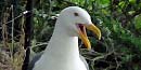 Thumbnail of a Western Gull expressing itself vocally. Thumbnail of a Western Gull expressing itself vocally.
