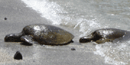 Sea turtles climb from the ocean