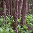 Wetland Mangrove Forested Sanctuary