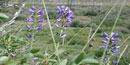 Lemhi Penstemon with Nez Perce camp in the background.