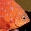 Marine animals