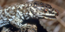 Island night lizard C. Drost Island night lizard C. Drost