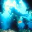 Kelp forests Kelp forests