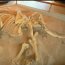 pygmy mammoth skeleton detail