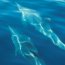 swimming dolphins