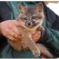 Island fox pup