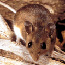 island deer mouse island deer mouse
