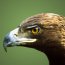 Golden eagle