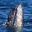 Gray whale spyhopping