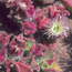 non-native iceplant