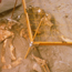 pygmy mammoth fossil