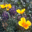 wildflowers