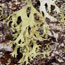 evernia lichen