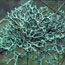 Hypogymnia Lichen