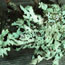 parmelia lichen
