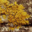 xanthoria lichen