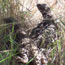 Leopard Lizards Leopard Lizards