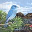 blue bird