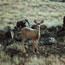 Mule Deer