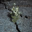 Syringa in crack