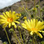 Panamint Daisy Panamint Daisy