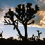 Joshua Tree in Lee Flat