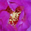 Beavertail Cactus blossom