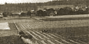 Farm-forest mixed landscape