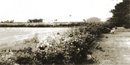 Hedgerows