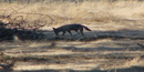 Coyote