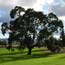 Heritage Oak Tree in the park's Great Meadow Heritage Oak Tree in the park's Great Meadow