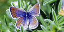 Mission blue butterfly