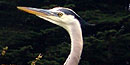 The Great Blue Herons that frequent Crissy Field will make a meal of gophers as well as fish from the marsh?