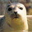 Head of a cute seal