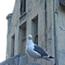 A western gull standing on a building on Alcatraz Island