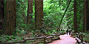 Muir Woods National Monument was establish on January 1908.