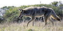 Coyote in Presidio of San Francisco.