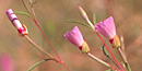 Endangered serpentine plant, Presidio clarkia