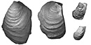 Fossils clams from Alcatraz Island