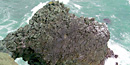 Pillow basalt at Point Bonita