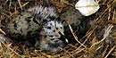 Photo of gull chicks breaking our of an egg in a nest.