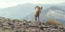 Bighorn Sheep