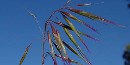 non-native plant, cheatgrass