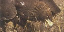 Golden Eagle